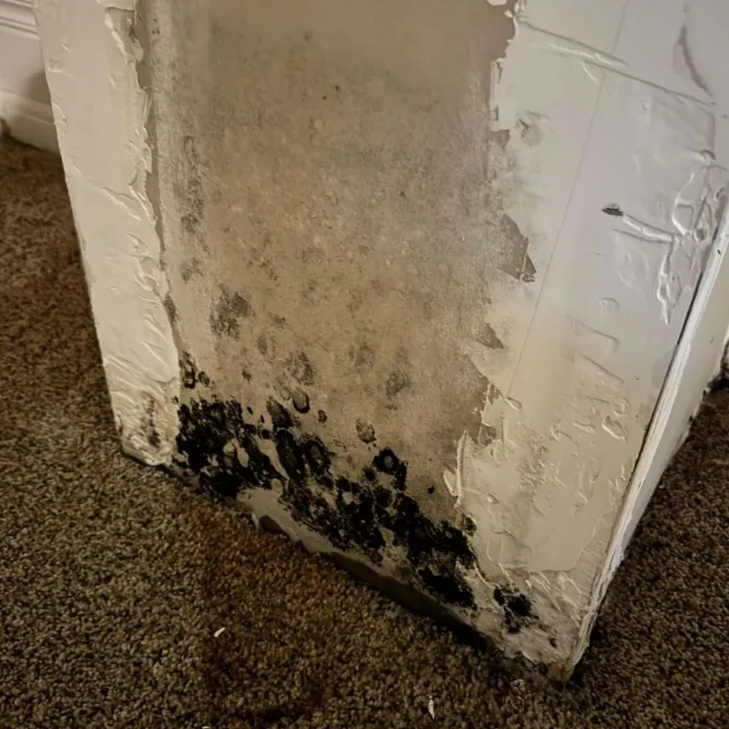 Professional Mold Removal in Livingston, LA